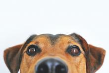 Stock photo of a brown and black dog